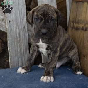 Harris, Great Dane Puppy